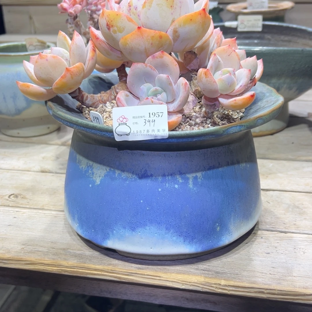 竹***常1987多肉花盆精品1957单盆