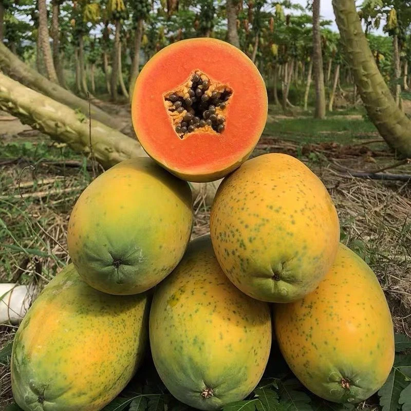 云南老品种红心牛奶木瓜新鲜现摘树上熟香甜多汁包邮