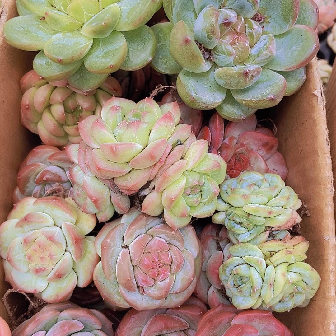 0000000000002量拍保底20颗