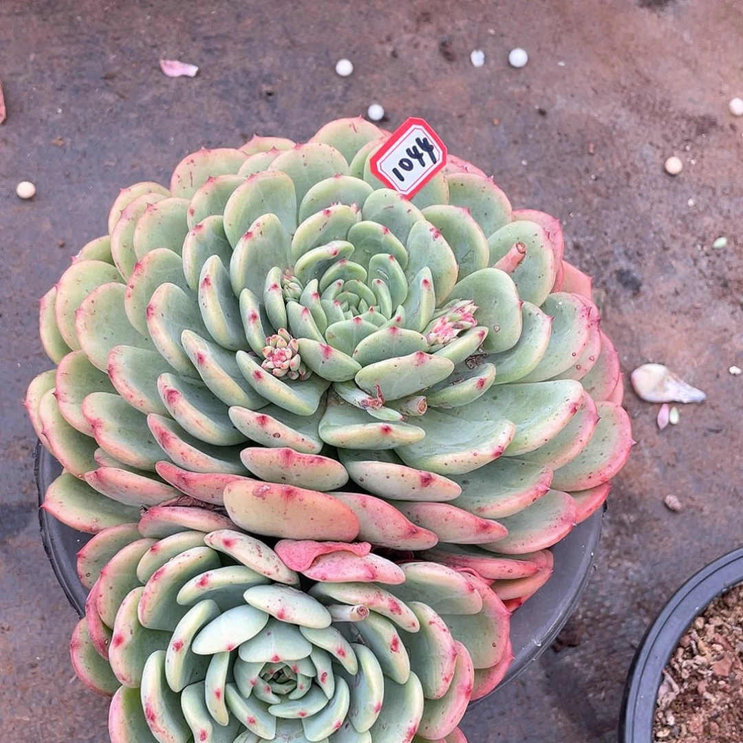 1044三文鱼 一物一拍多肉