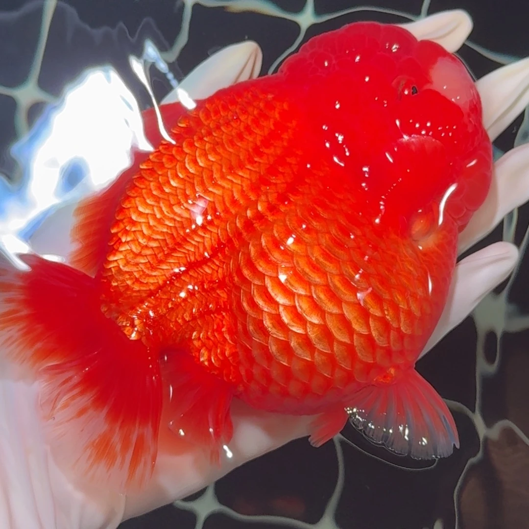 金鱼精品短尾将军狮子