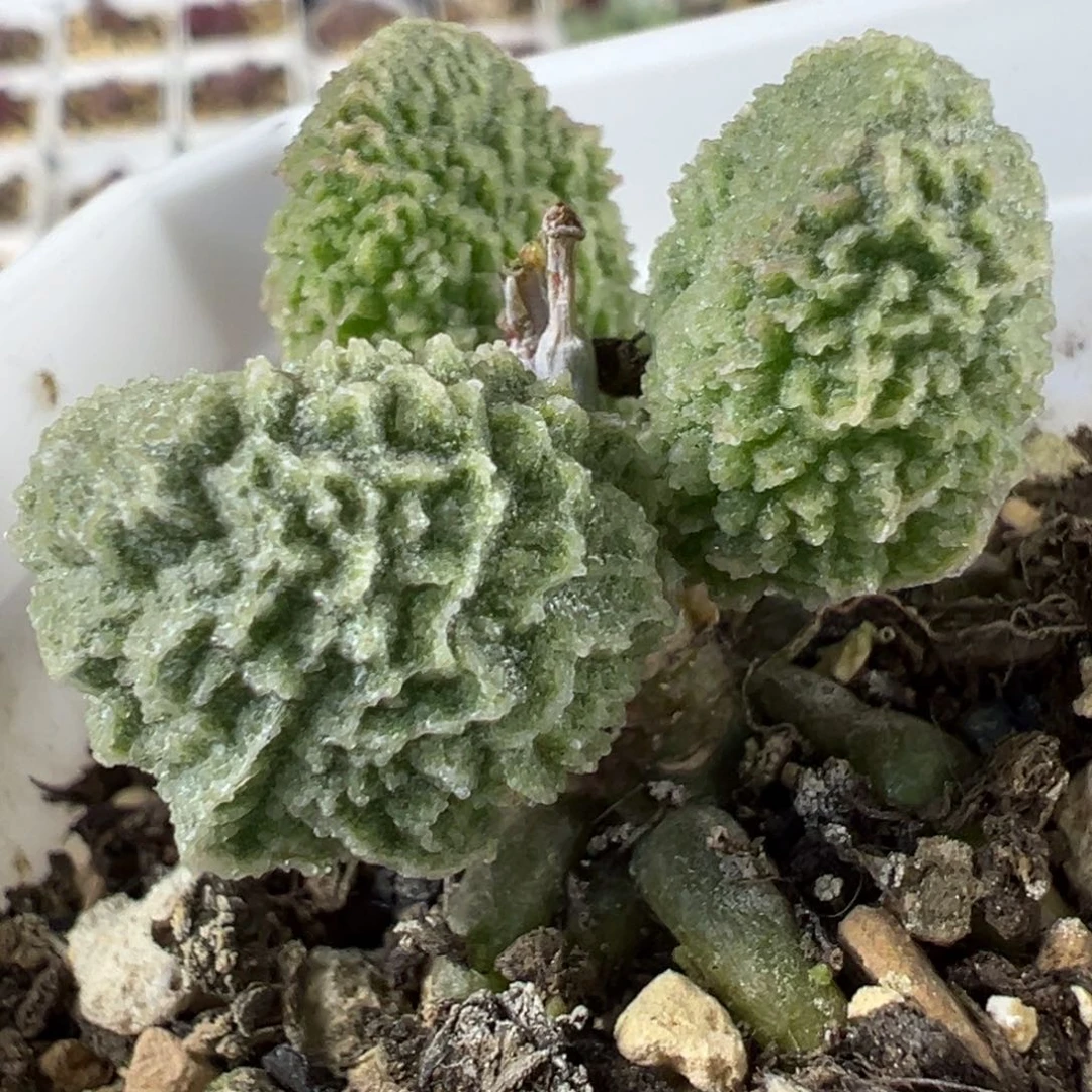 实生新品多肉植物