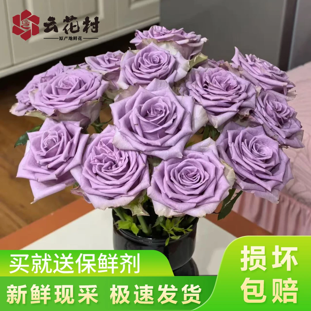 紫霞仙子玫瑰10支【全店任意满两件发顺丰京东】云南直发鲜花鲜切花