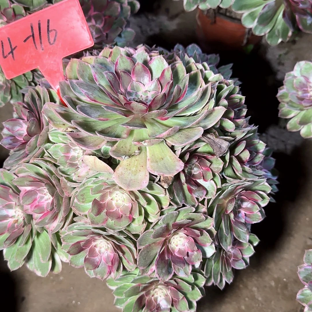 4-116莲花座多肉法师