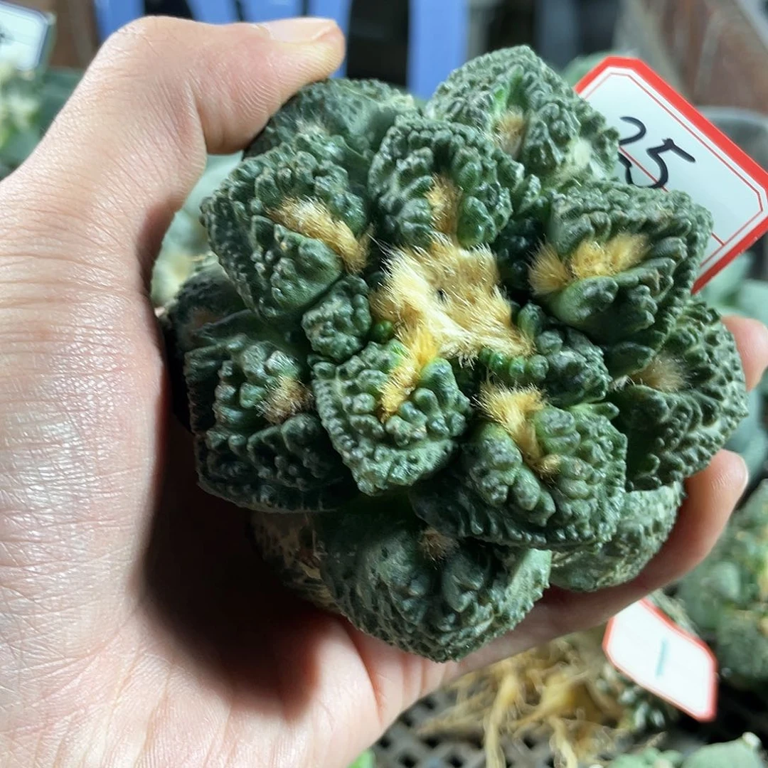 25号自根志贺龟甲牡丹