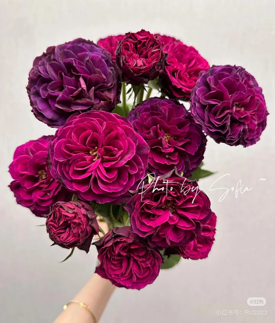 （植艺基地）蓝莓戒指10支！三件顺丰空运20%不售后