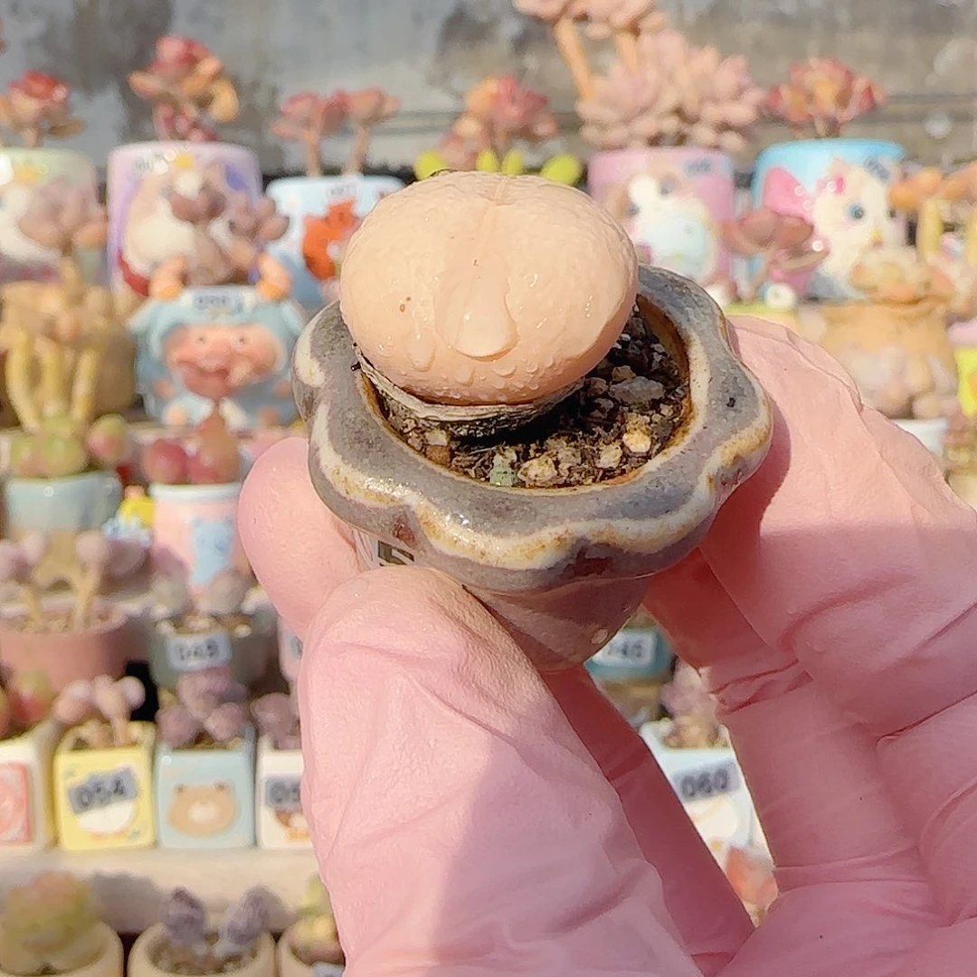 圆滚滚高尔夫 盆口2.5cm