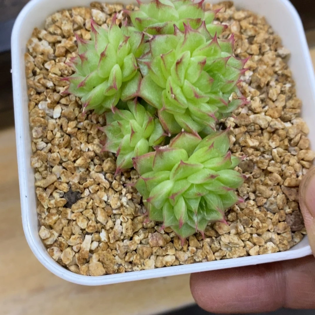 精品多肉一物一拍不包整87