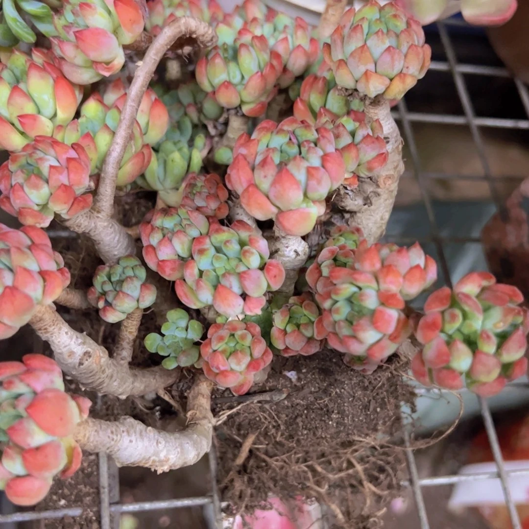 蓝苹果整装整群两盆