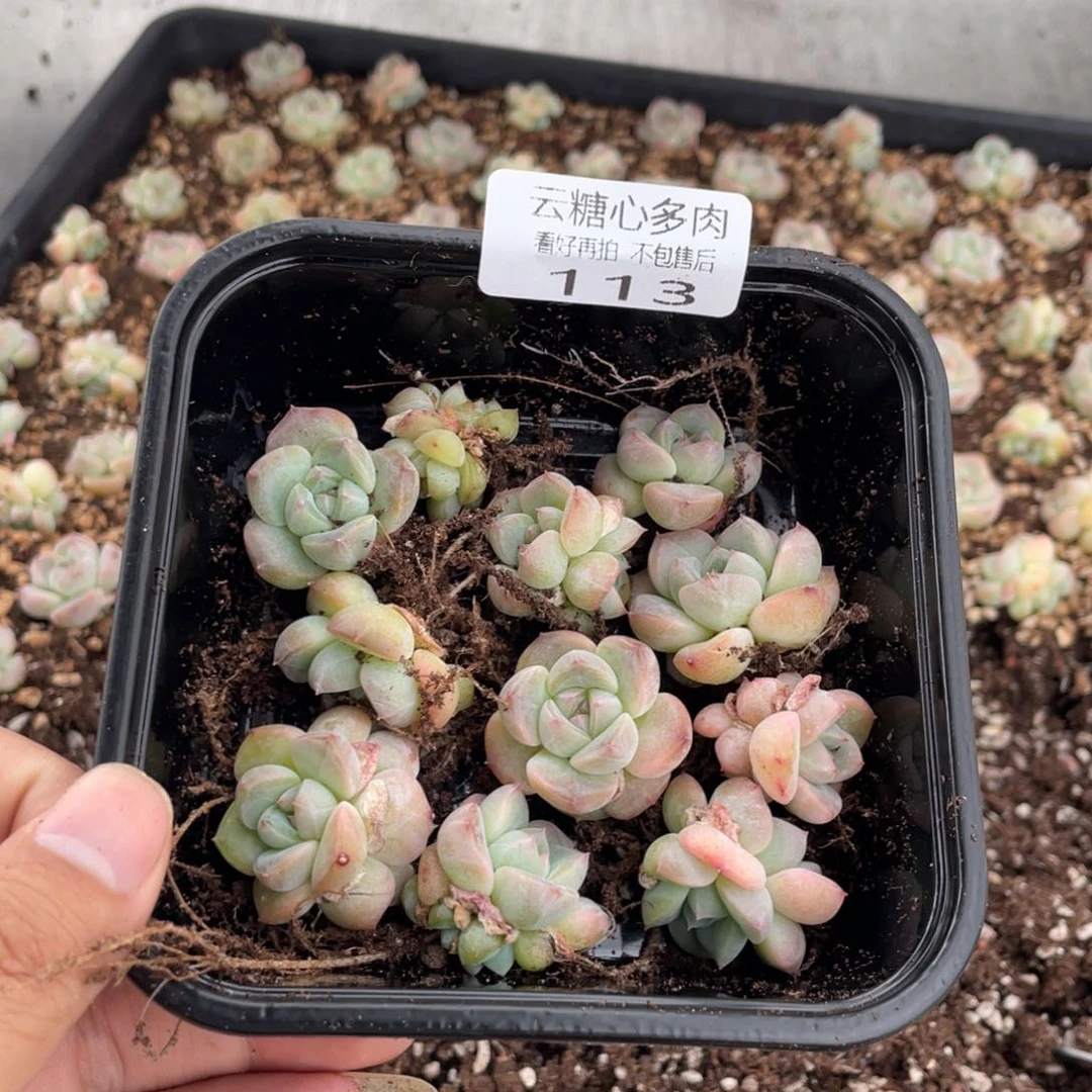 云糖心多肉植物113
