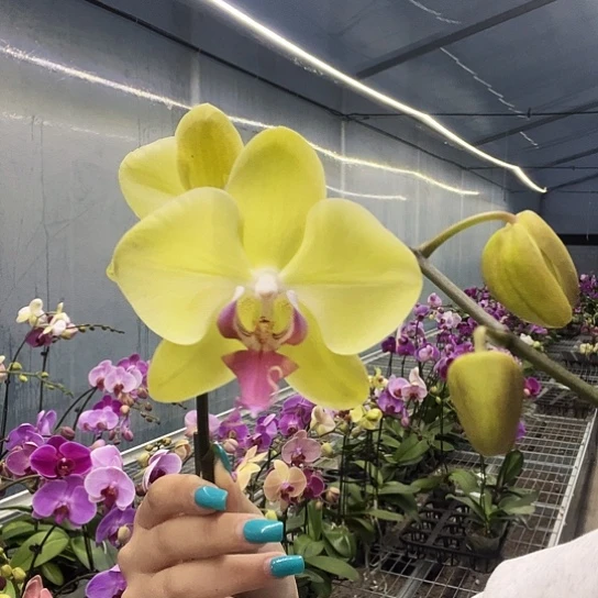 完全开放Y711根系一般