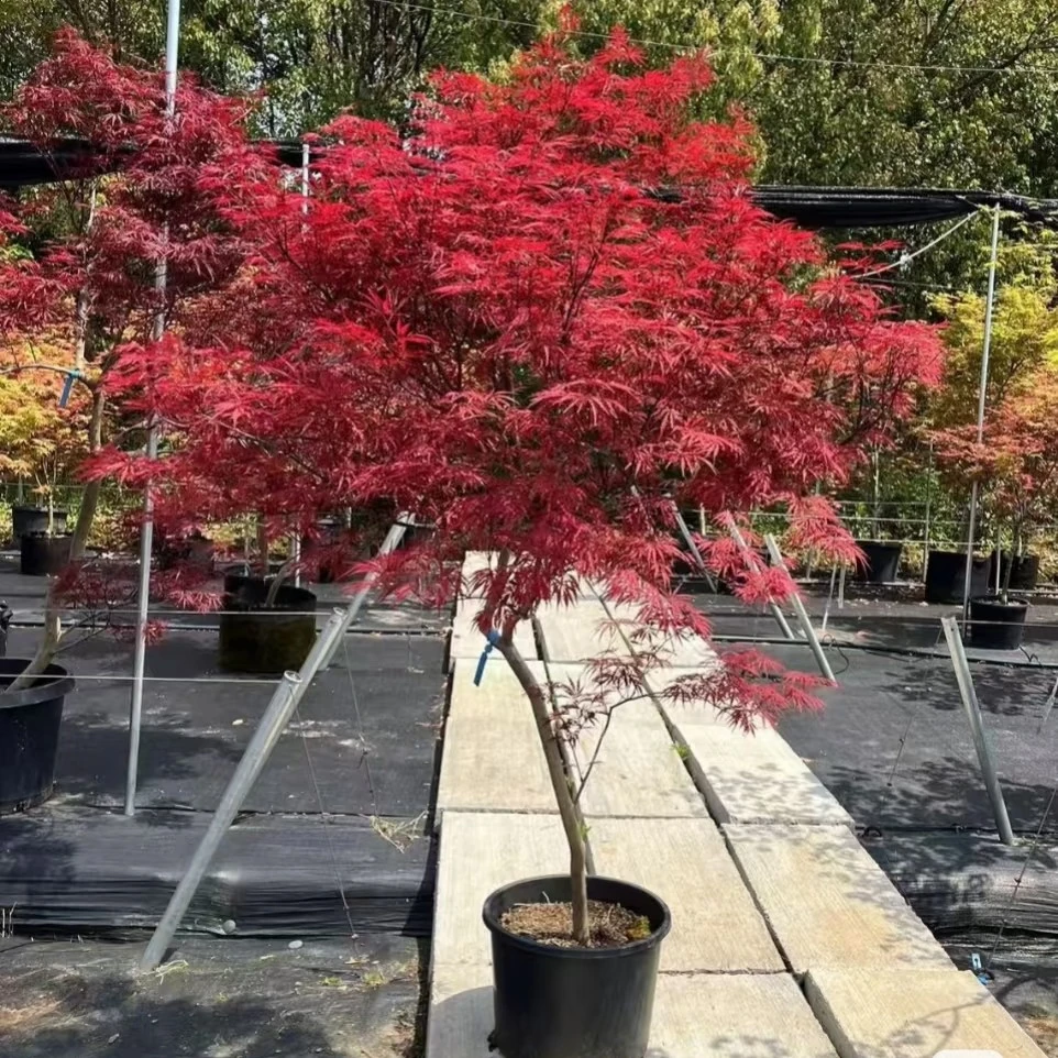 红舞姬羽毛枫中国红三季红庭院风景树盆栽地栽