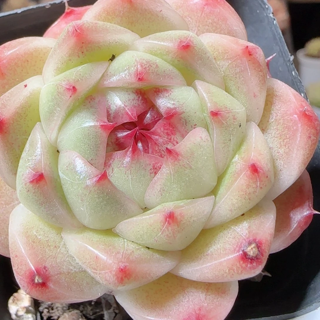 花语多肉1224-207