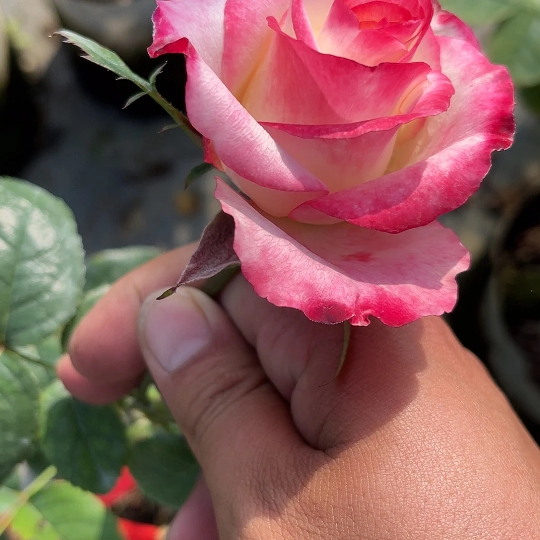 无花朵———二重奏 福利