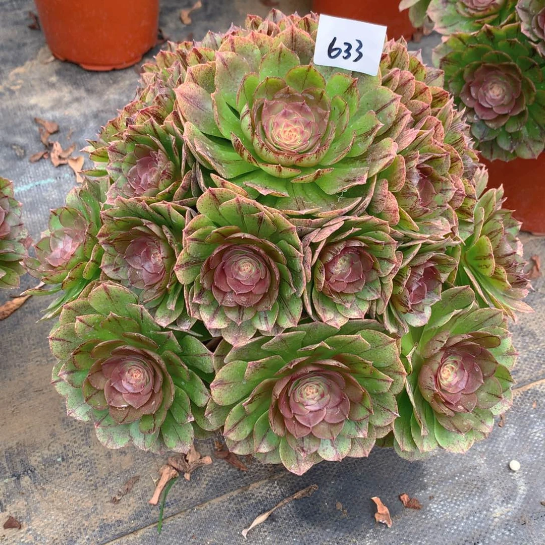 633糖心万拉丝精品法师多肉