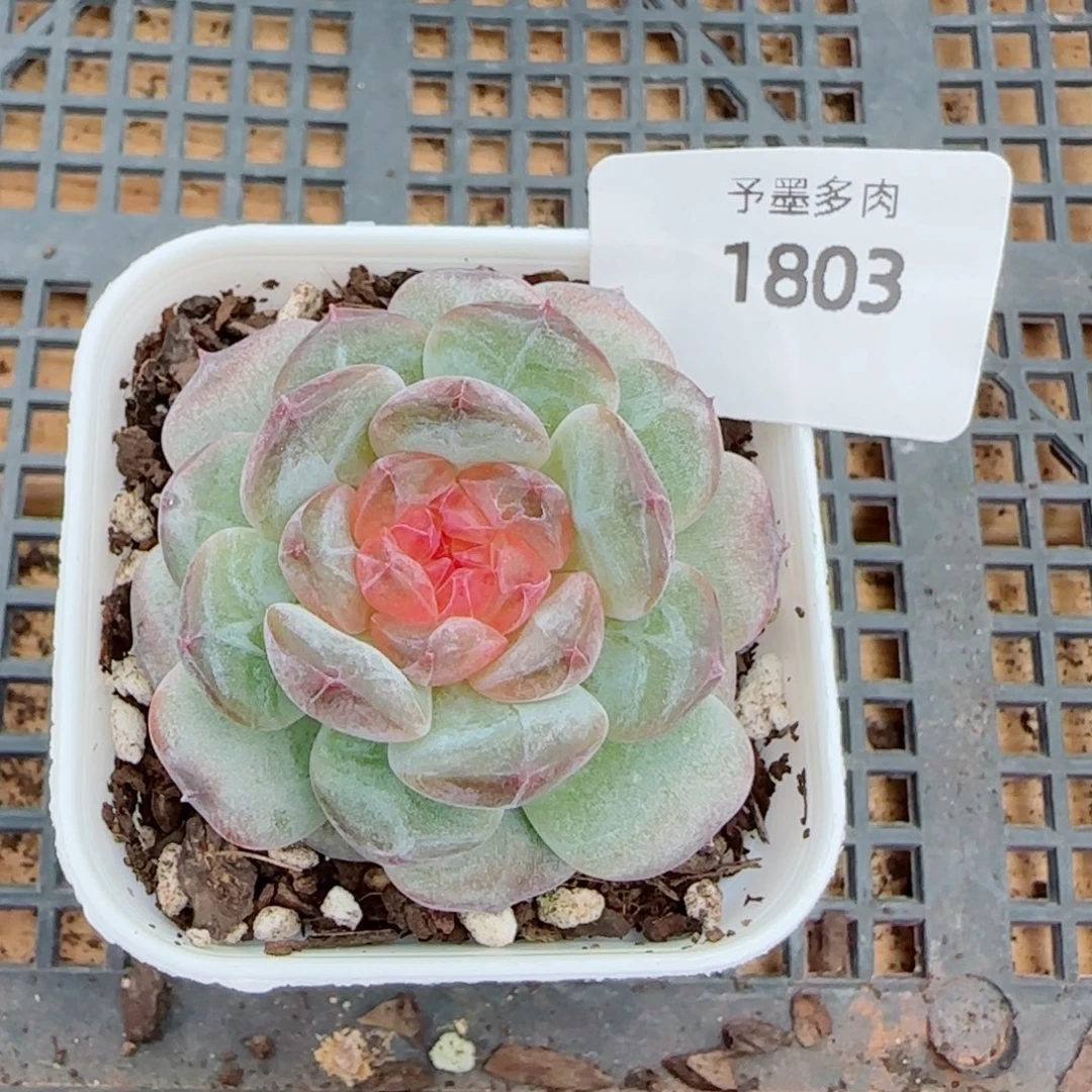爱心，1803多肉植物