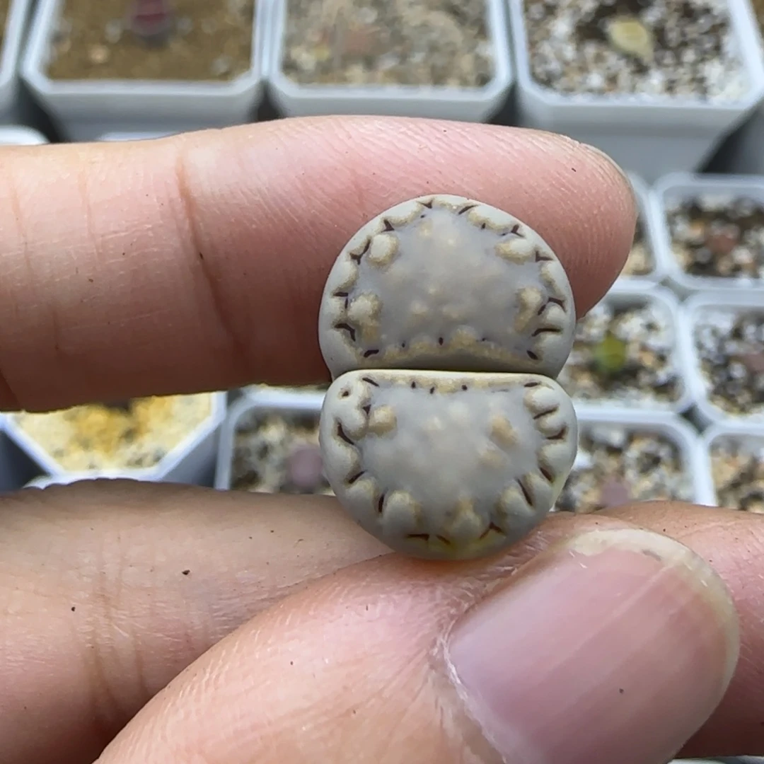 660饼干有疤特30包邮