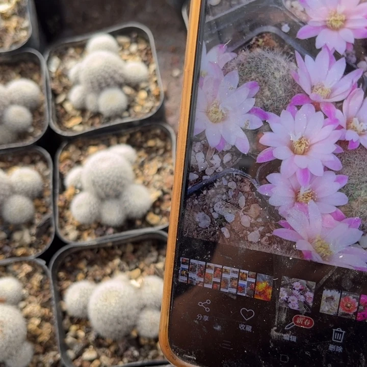 二个宝山庆典好养皮实好活