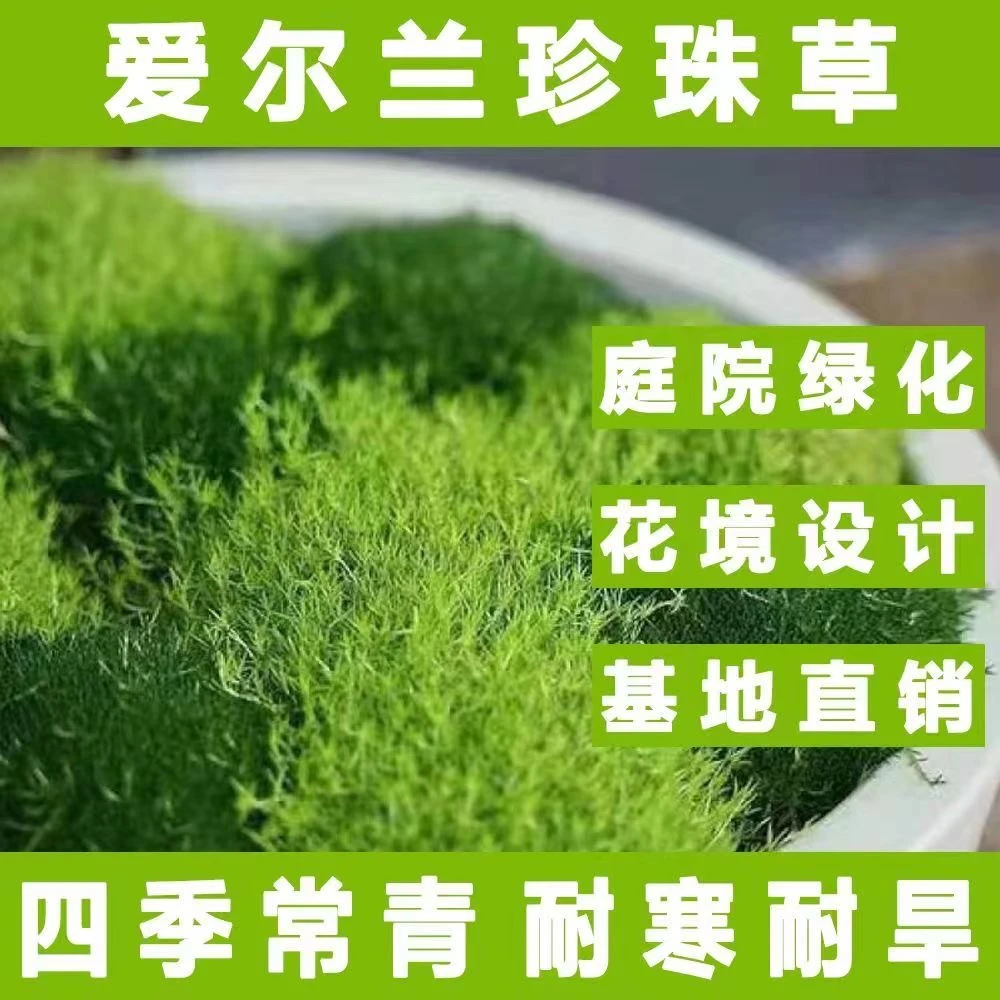 爱尔兰珍珠草苔藓草皮耐寒耐旱四季常绿庭院园林绿化花镜植物好养