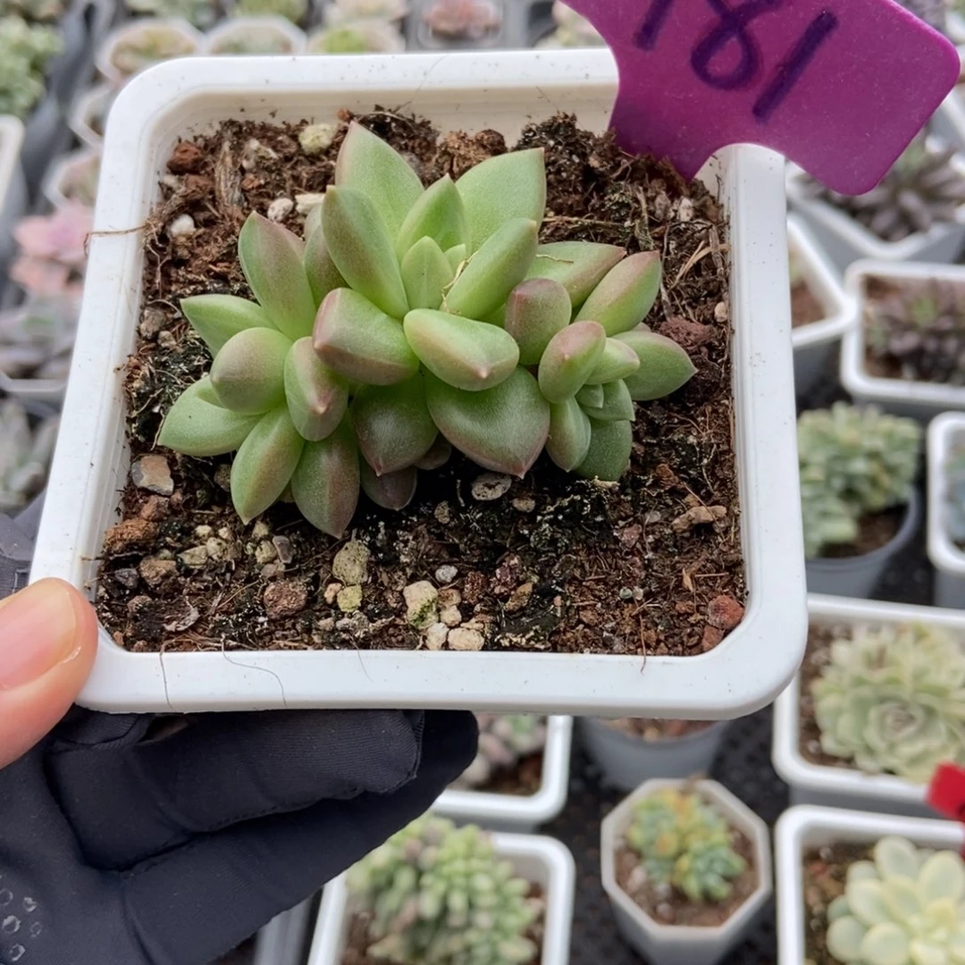 1981迷雾泡泡多肉植物