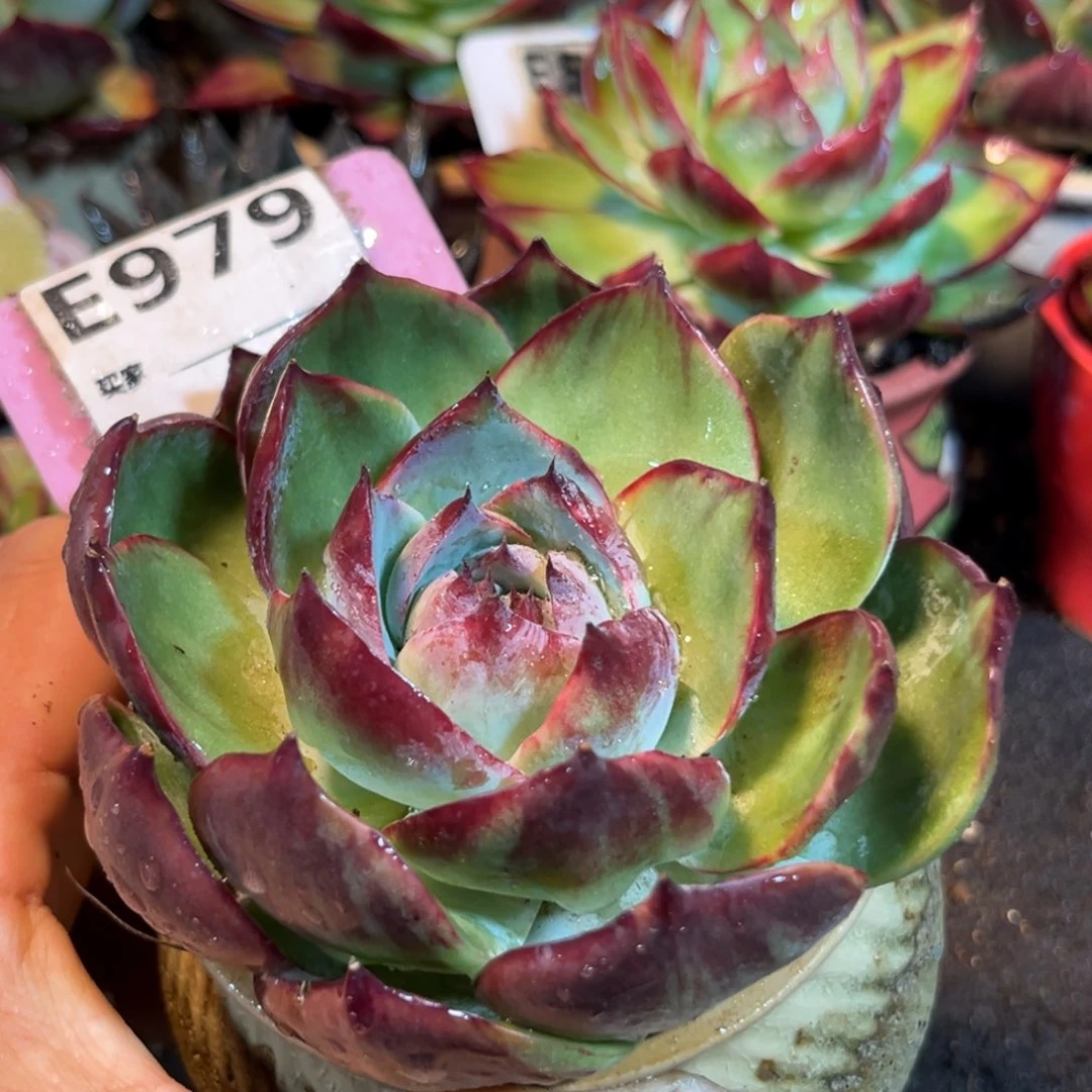 黑红拉丝惊鸿一瞥多肉植物979