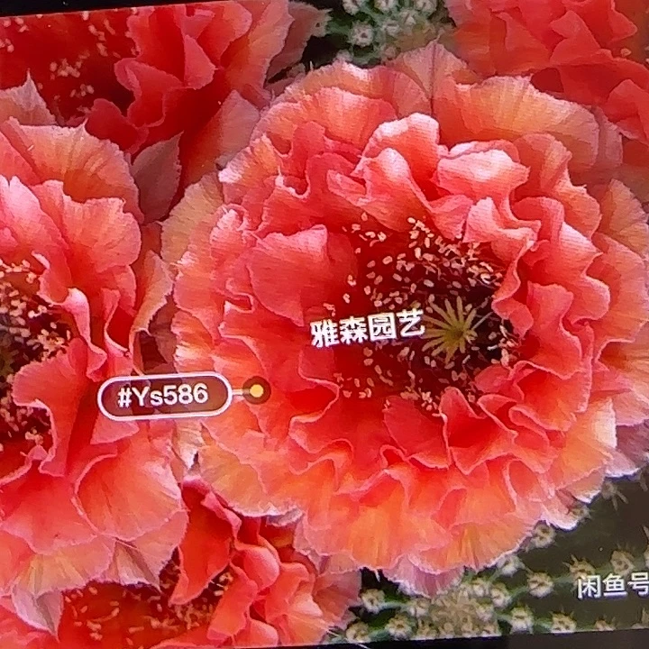 雅森586号自根球球
