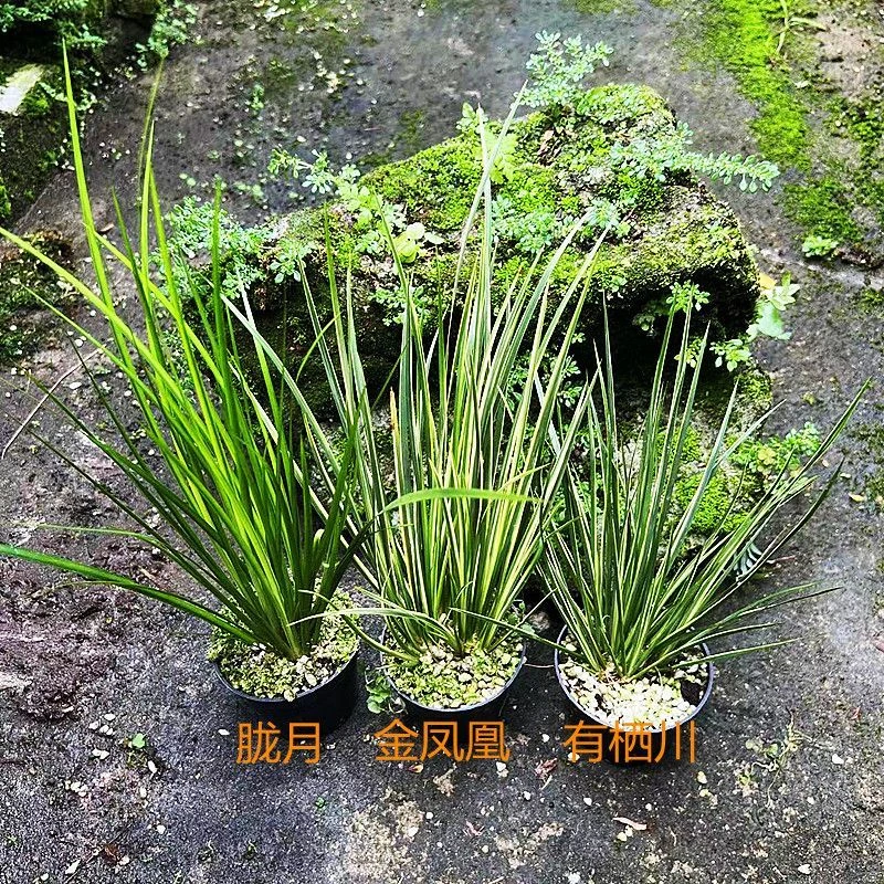 水培菖蒲草金钱黄金姬虎须老桩矮种菖蒲小苗净化空气观叶绿植盆景