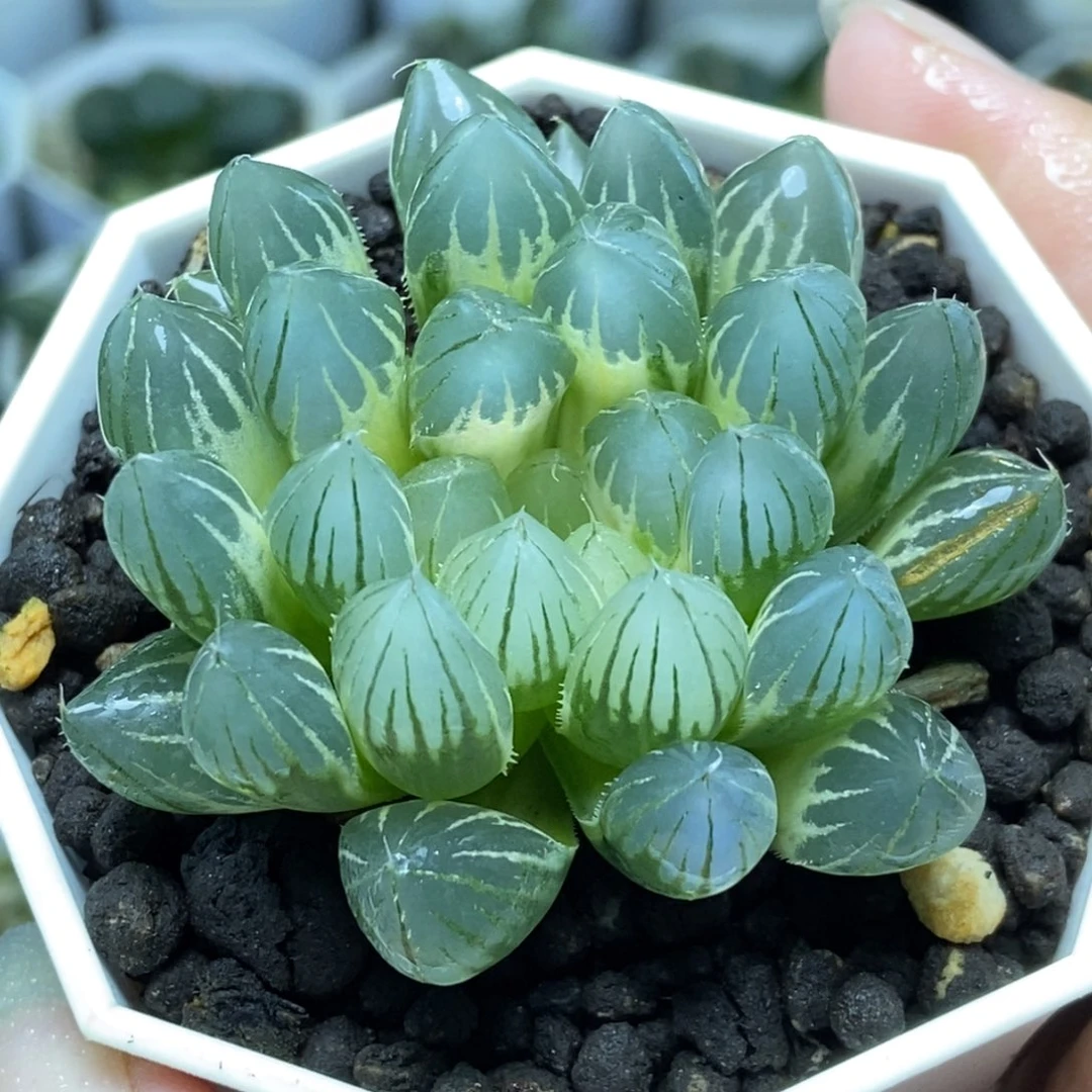 白糊斑霓虹灯玉露锦一物一拍