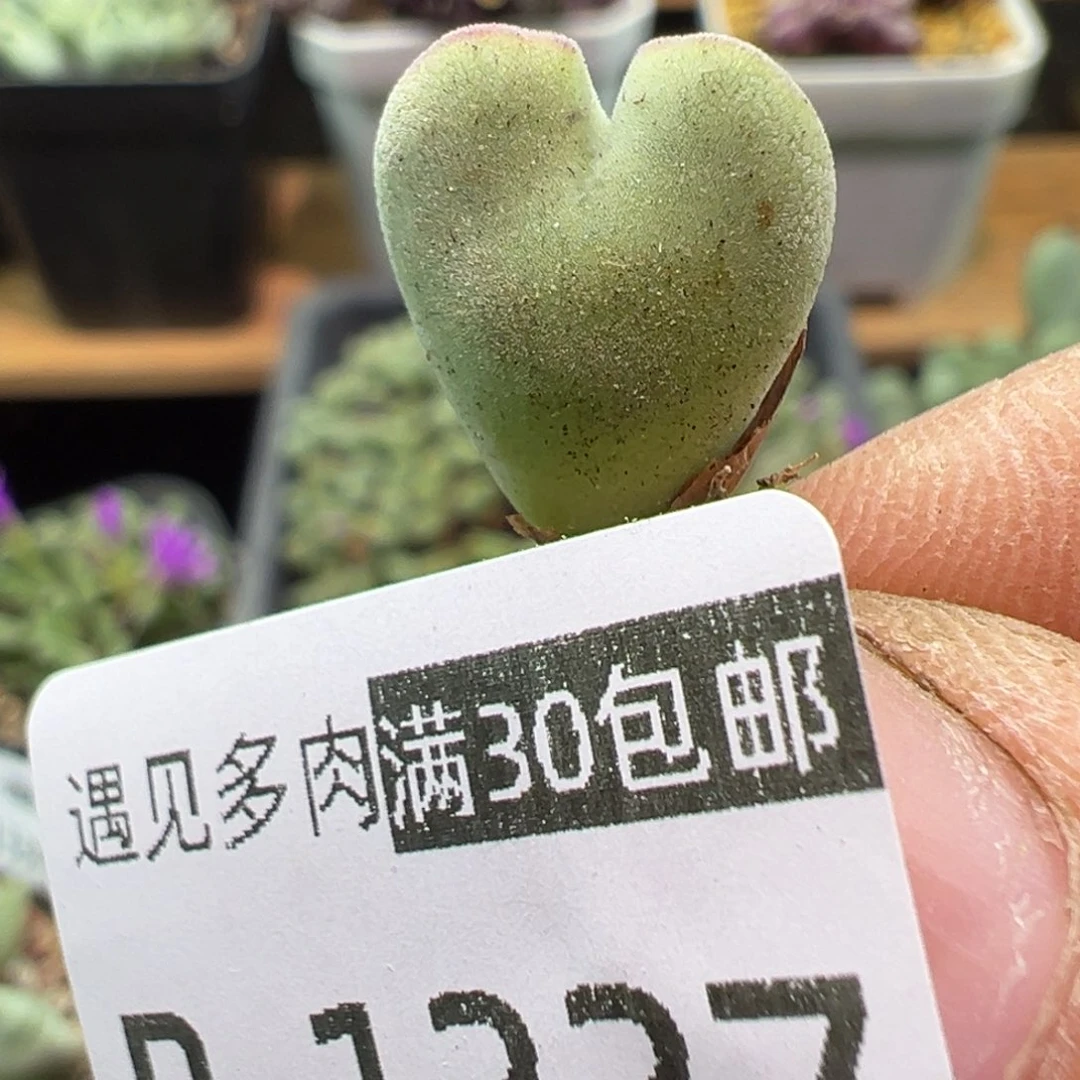 1337 多肉植物1111111111111