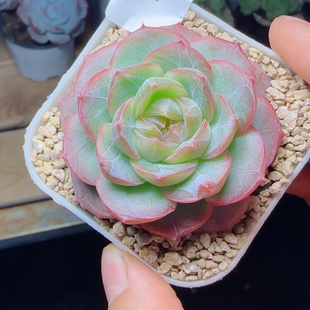 紫罗兰仙子，9734多肉植物