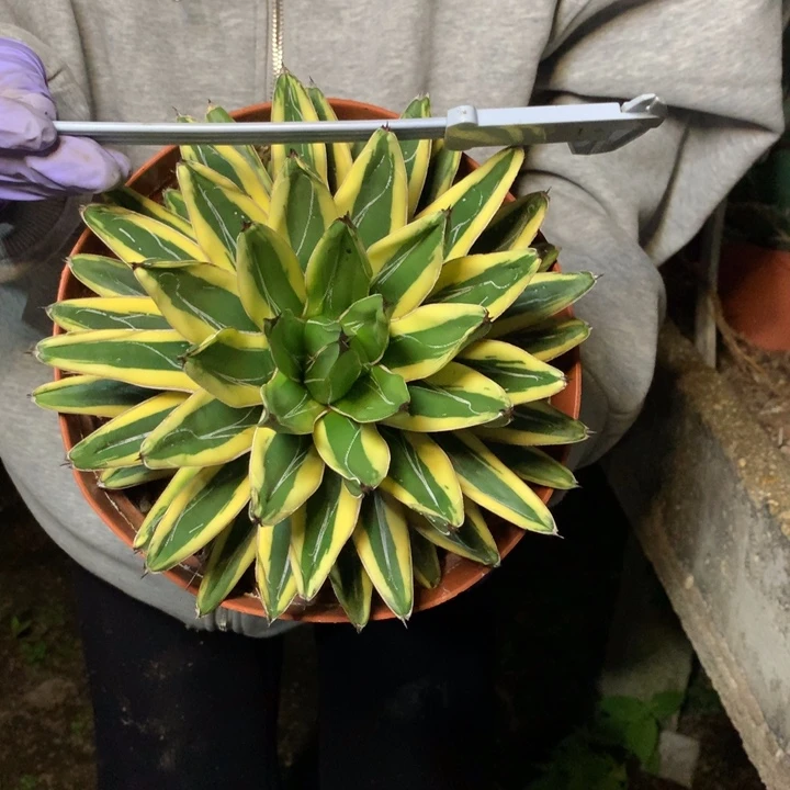 雪山。。。。。。。。。。。。。。。。。。