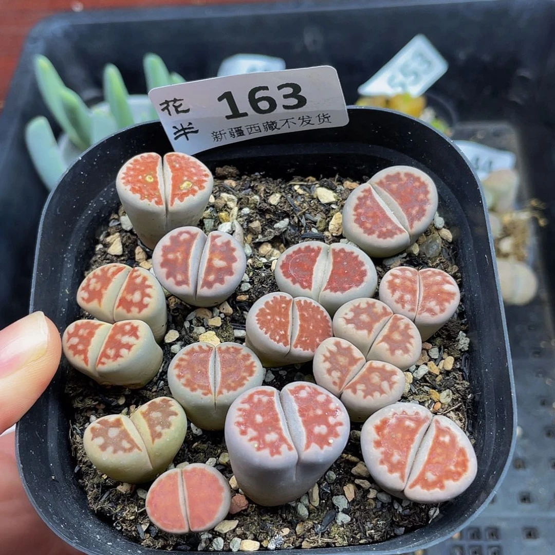 1630000000花花花花花花花