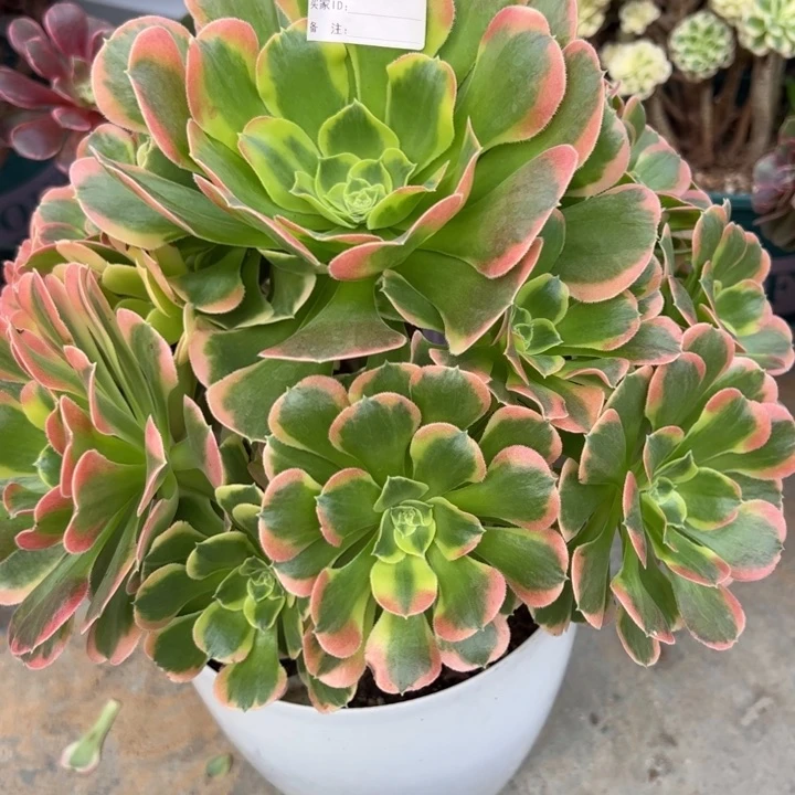 485特斯拉26厘米左右