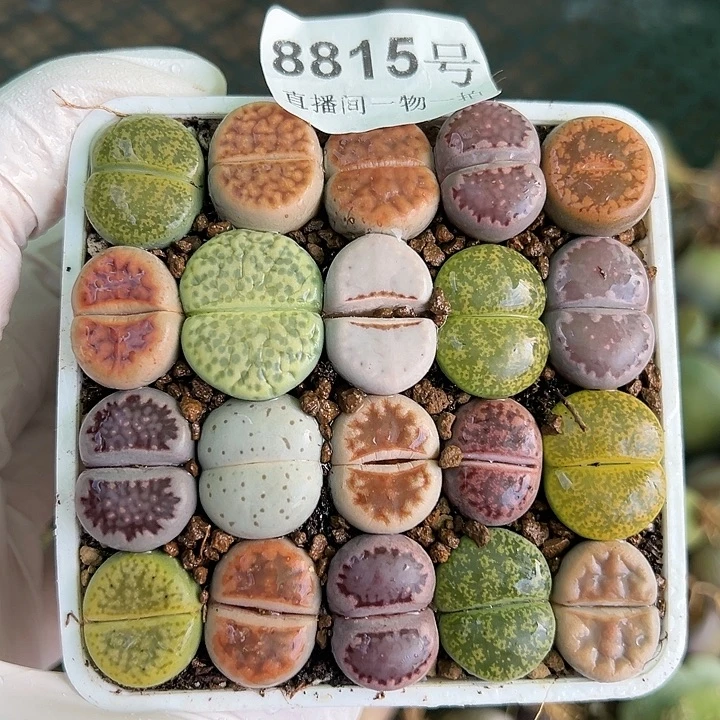 8815 好养易活生石花大母本7.5cm盆