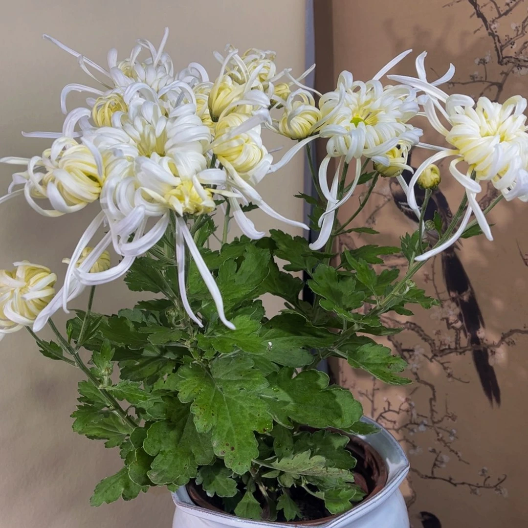 无花朵a777777777777