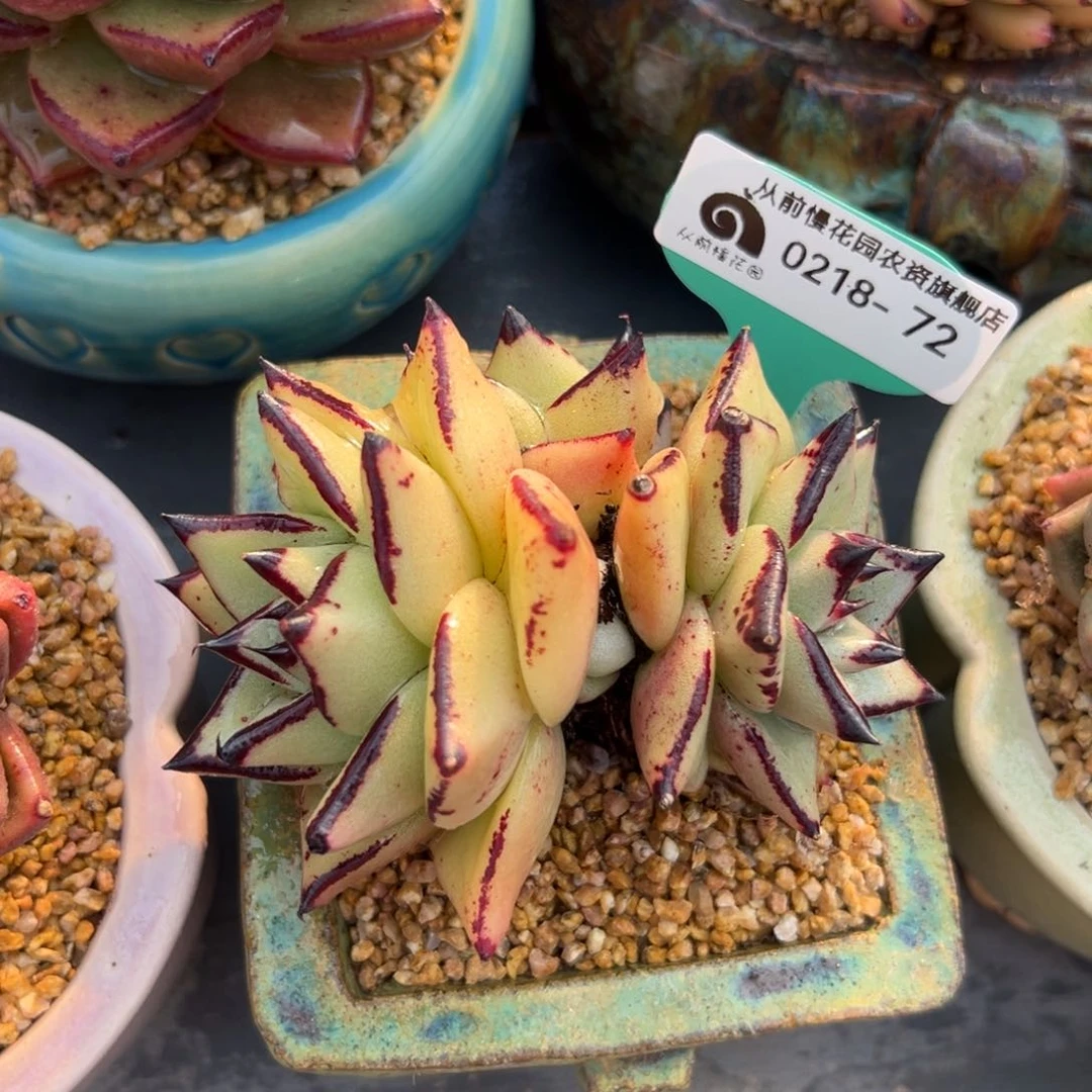 多肉一物一拍0218-72