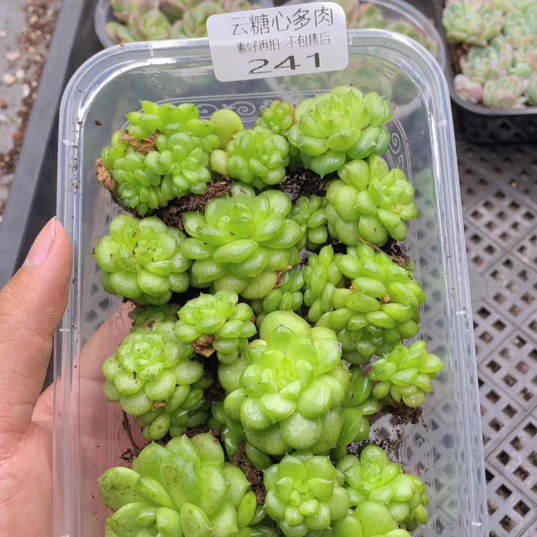 云糖心多肉植物241