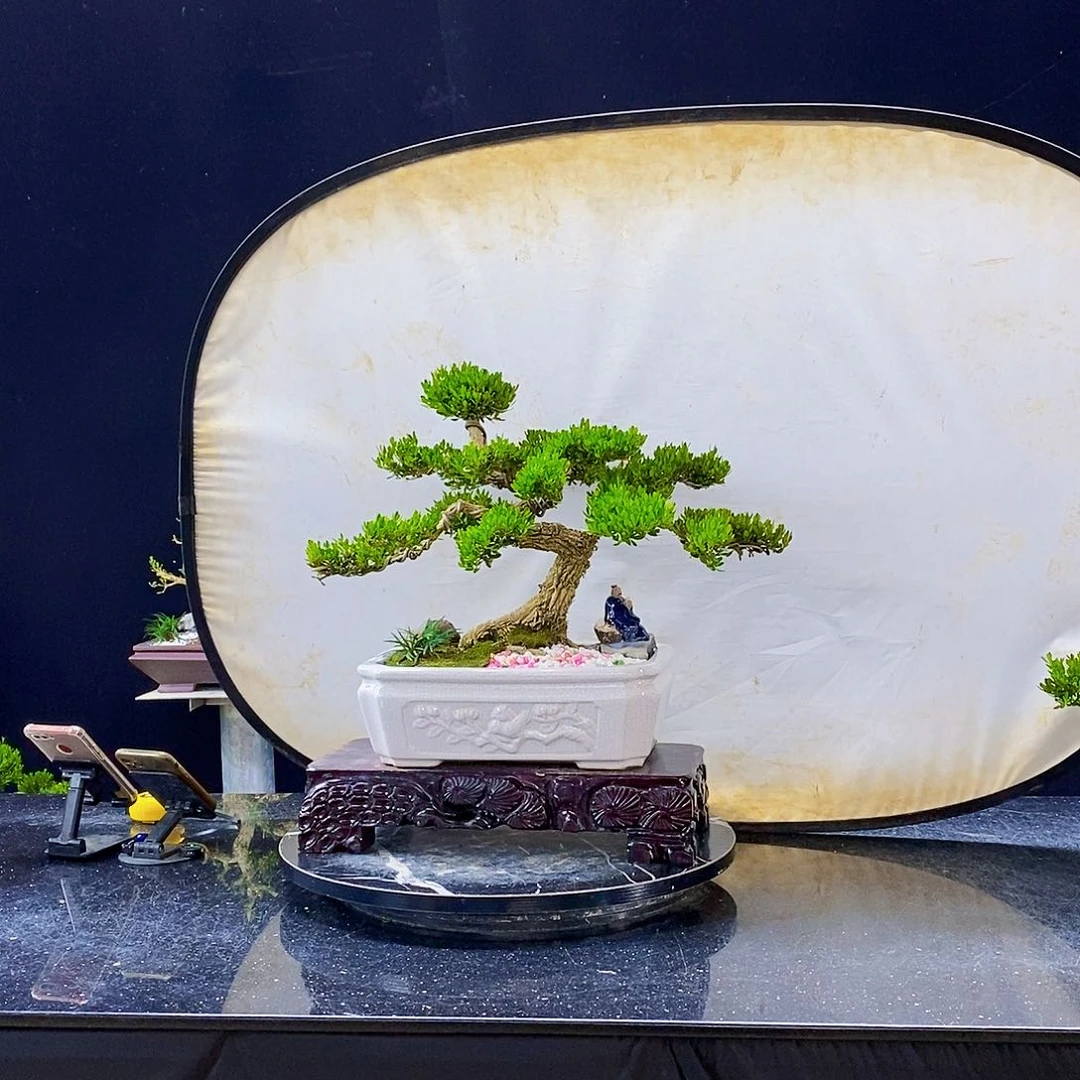 无花朵黄杨盆景造型