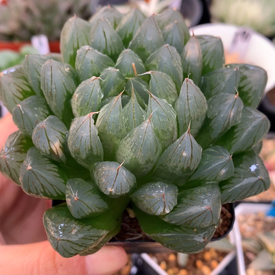 实生玉露，带盆发货