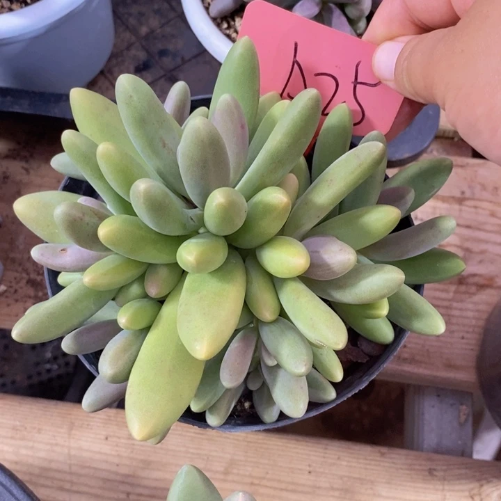 依***光你就在想怎么对我们都