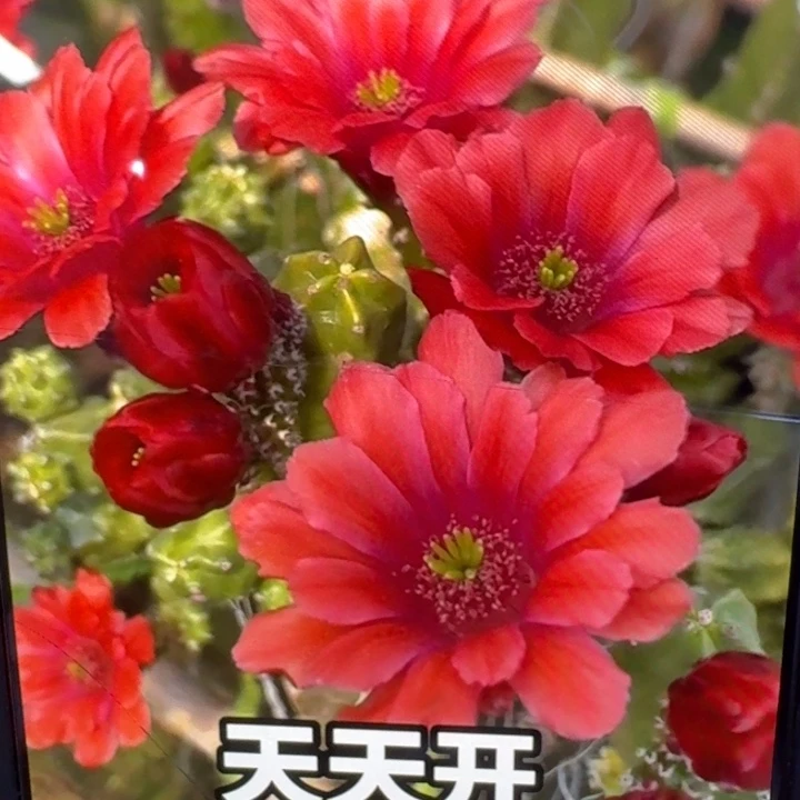 256桃太郎2个无根侧牙，20包邮