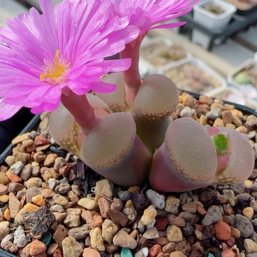 多肉植物日系原株特特31号