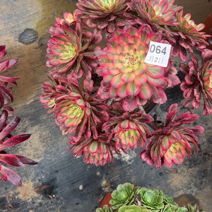 2.2-64月蝉多肉植物