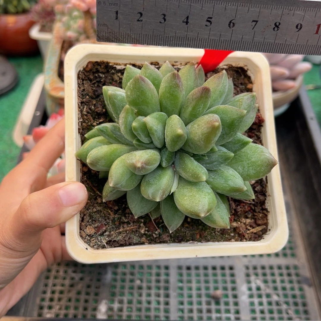 表妹精品多肉植物372.