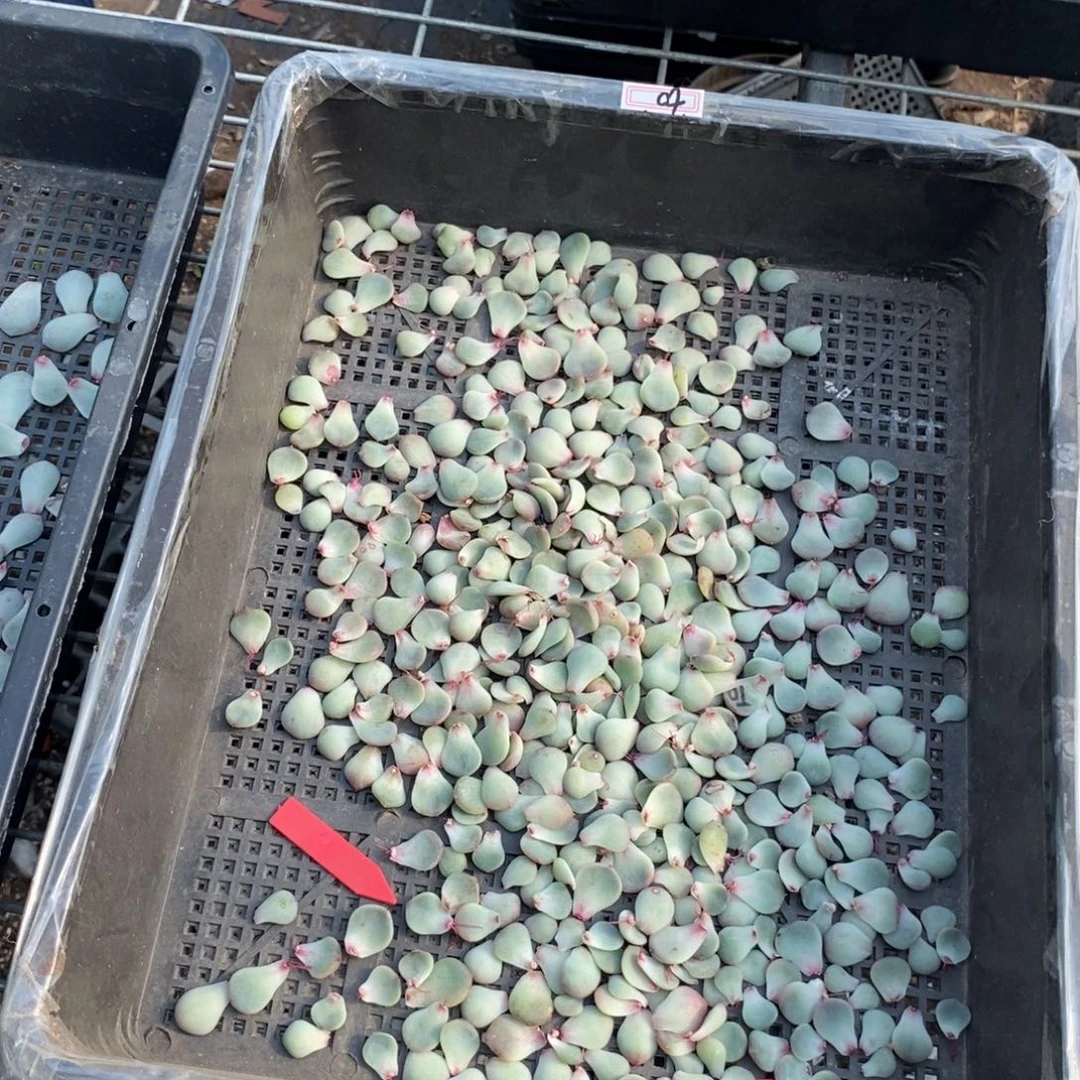 纯叶片甜心t0一片多肉叶子冒芽了