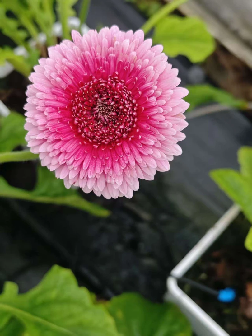 紫星球 高杆非洲菊1加仑原盆原土发货包邮
