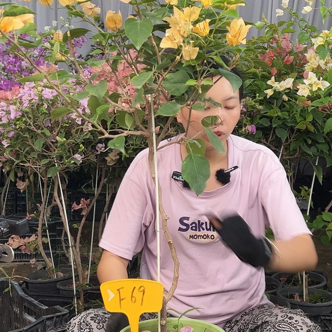 H****大部分花苞少量开放F69金色光辉