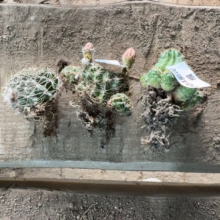 248丽花根瘦软脱土发货斑，20包邮