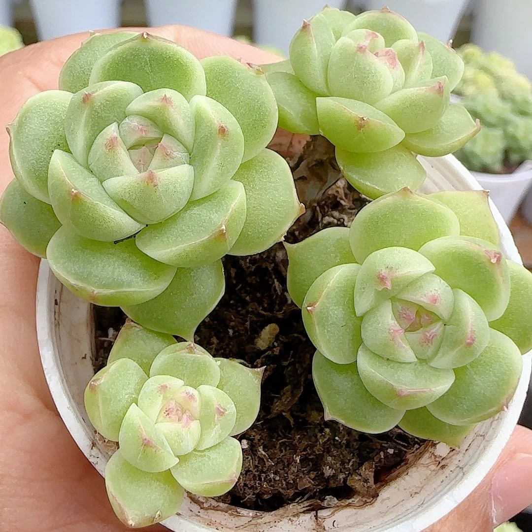 【闪购商品】1005-18圆脸山茶花包子麦杆