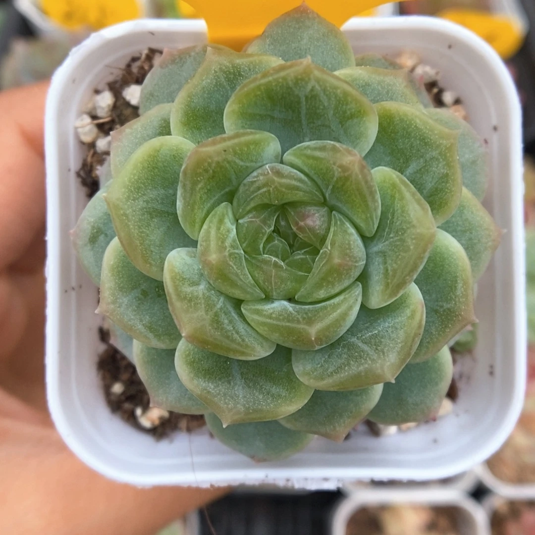 无尽灯可拍692号。